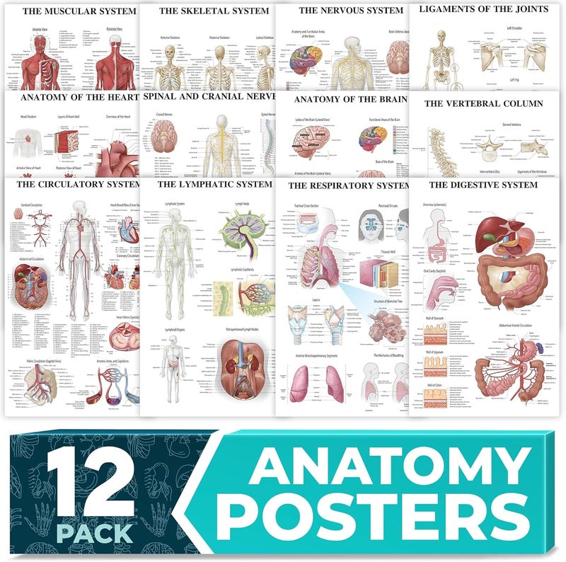 GRAND BASICS 12-Pack Laminated Anatomy Posters for Wall – Educational Human Body Systems Charts for Students, Classrooms & Medical Office Decor - Includes Muscular, Skeletal, Nervous & More, Size 17”x27” - Image 1